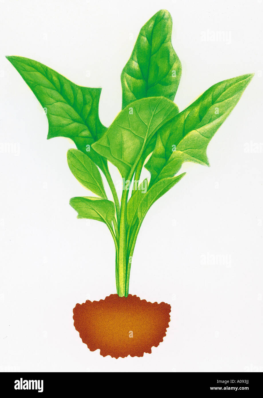 Illustration of Spinach Growing Stock Photo - Alamy
