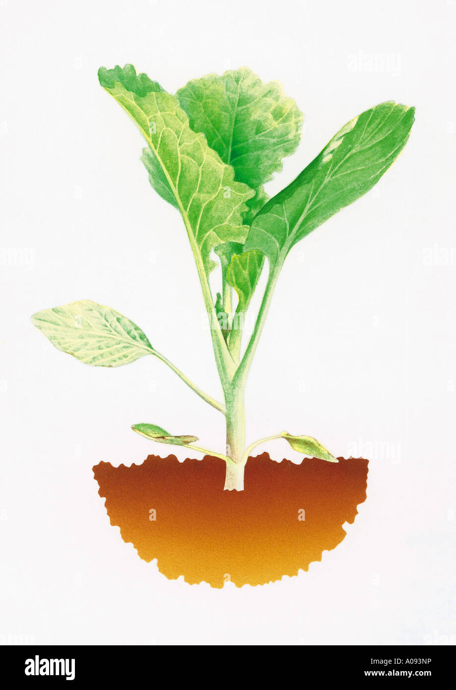 Illustration of a Cabbage Plant Stock Photo Alamy