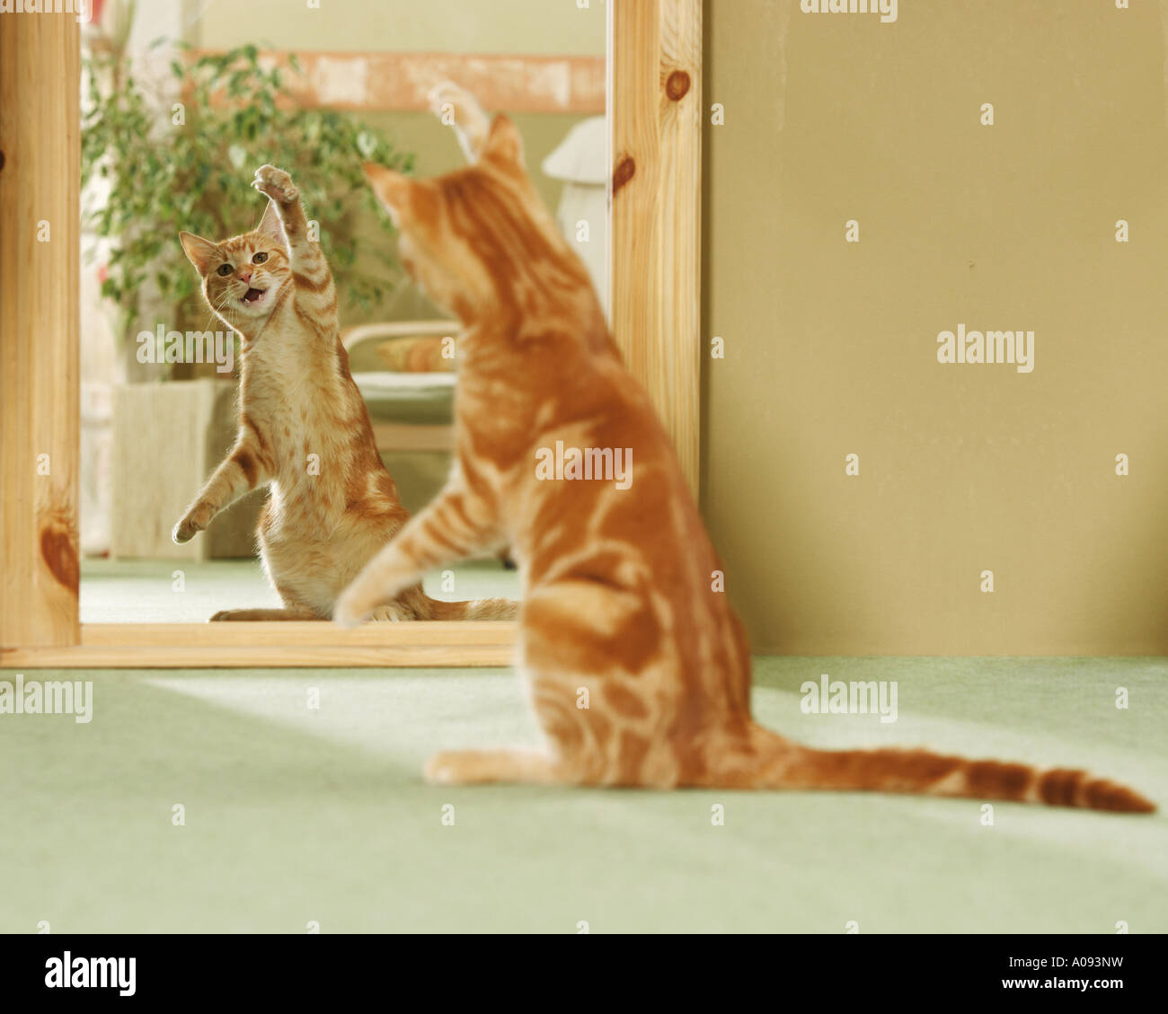 Domestic cat . Red tabby adult sitting on its haunches in front of a