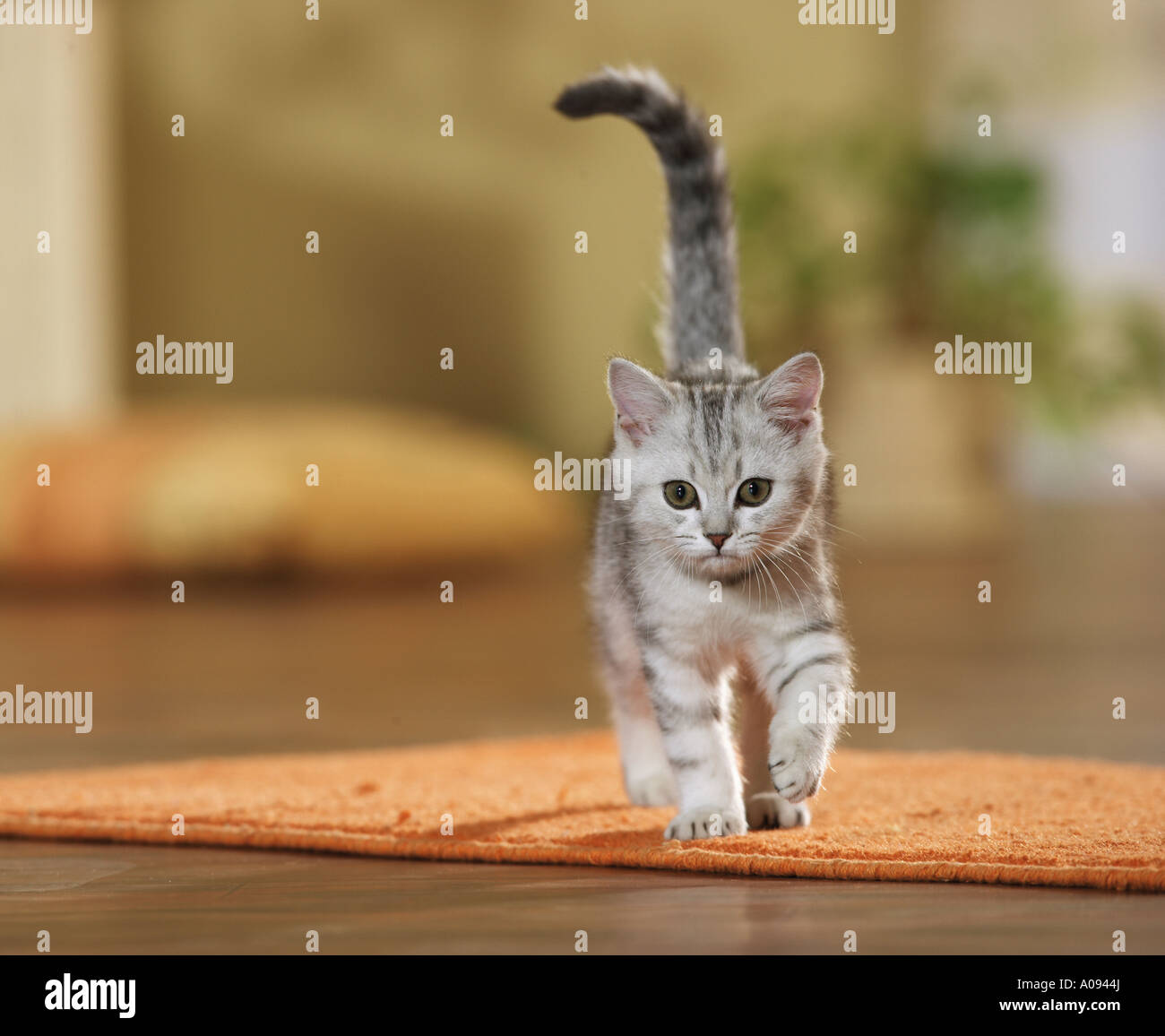 British Shorthair Tabby Kitten Walking In A Room Stock Photo