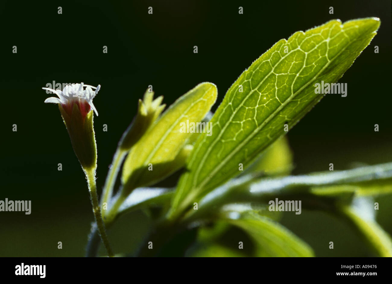 Stevia Stevia rebaudiana food medicinal use herbal sugar substitute