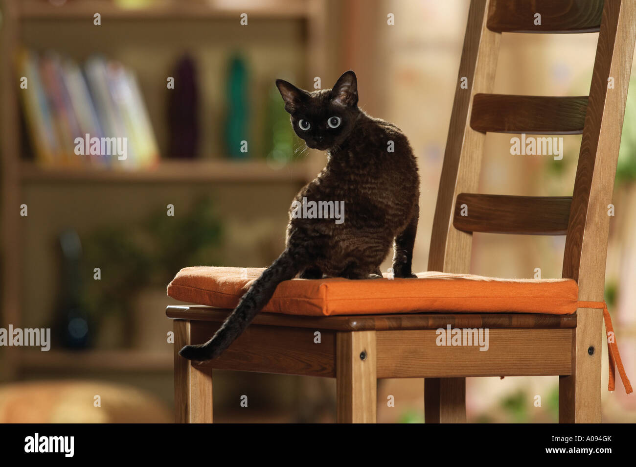 Devon Rex - on chair Stock Photo
