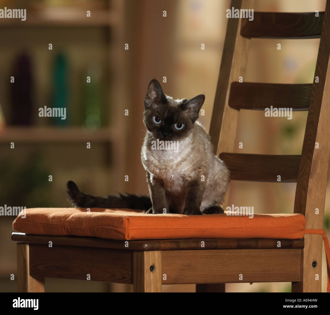Devon Rex - on chair Stock Photo