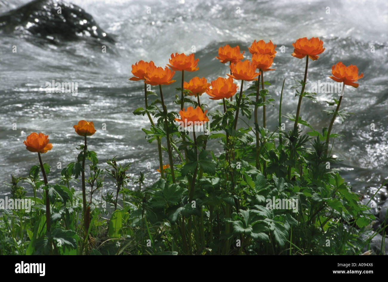 Wild globe flowers Trollius on a mountain brook’s bank. The Northern