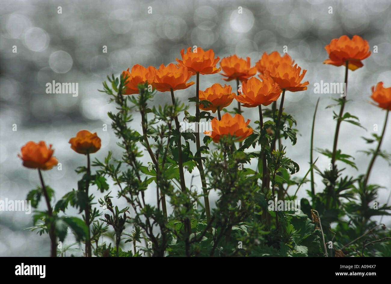 Wild globe flowers Trollius on a mountain brook’s bank. The Northern