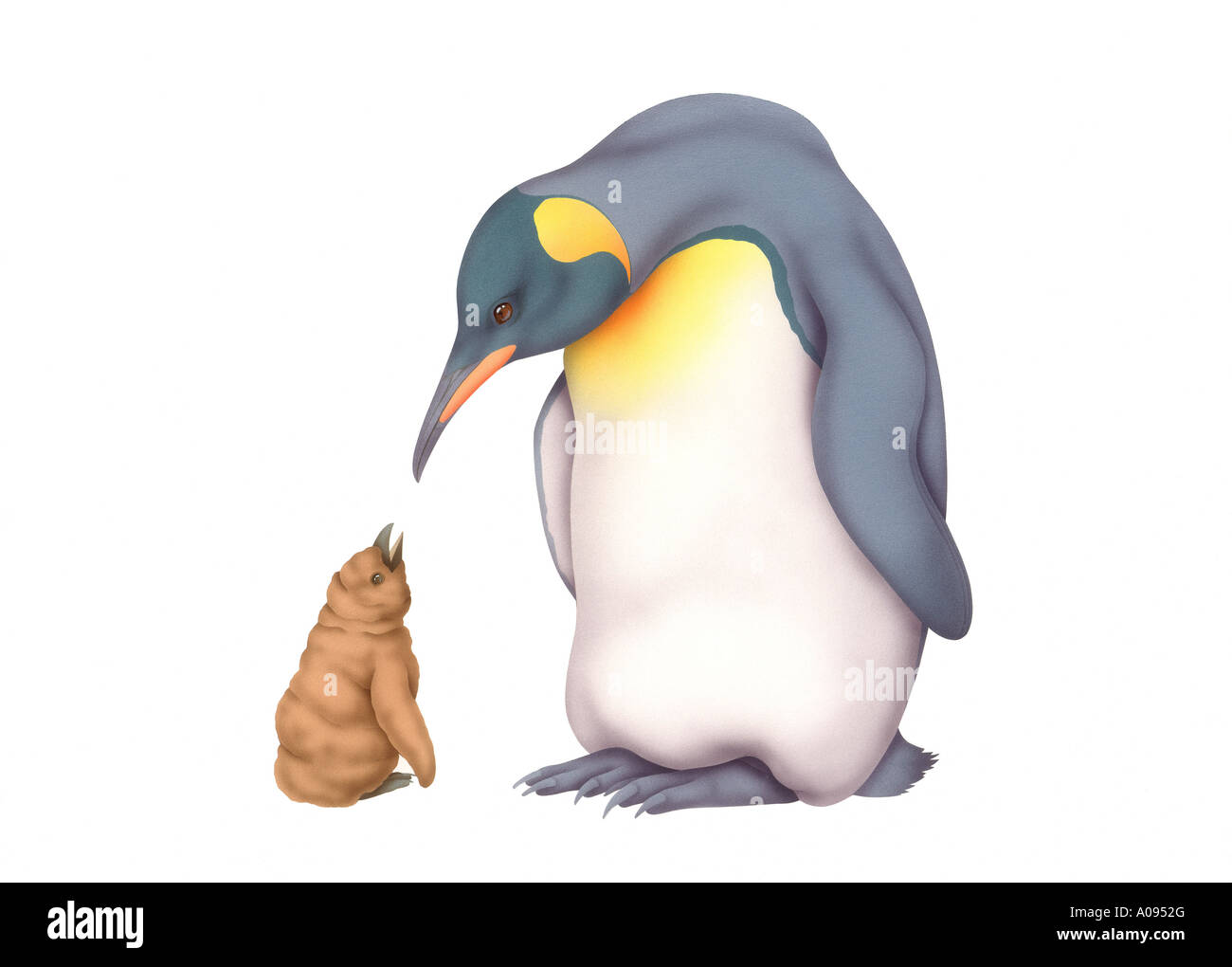 Emperor+penguin Cut Out Stock Images & Pictures - Alamy Emperor+penguin Cut Out Stock Images & Pictures - Alamy