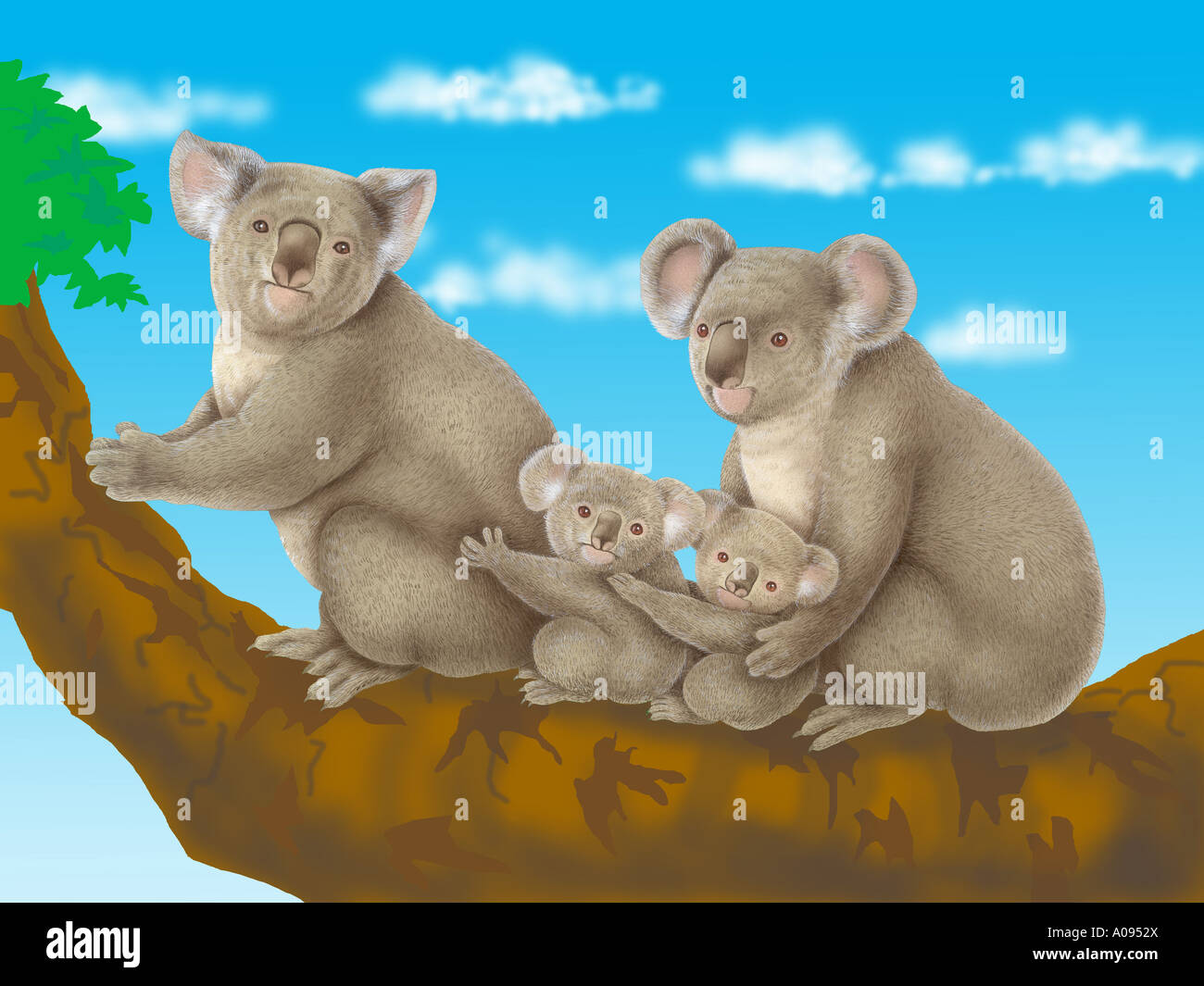 Mother and baby koala bears hi-res stock photography and images - Alamy