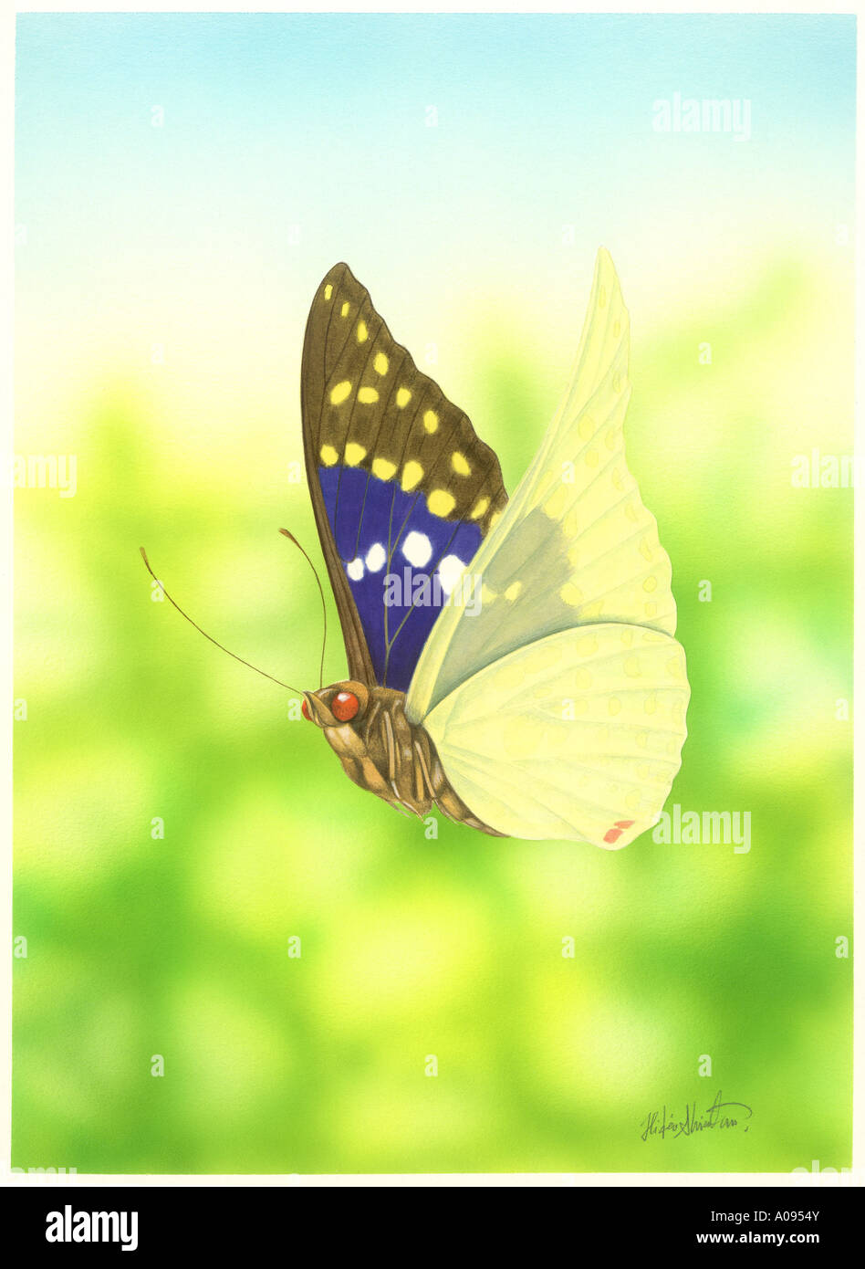 Illustration of Butterfly Flying Stock Photo - Alamy