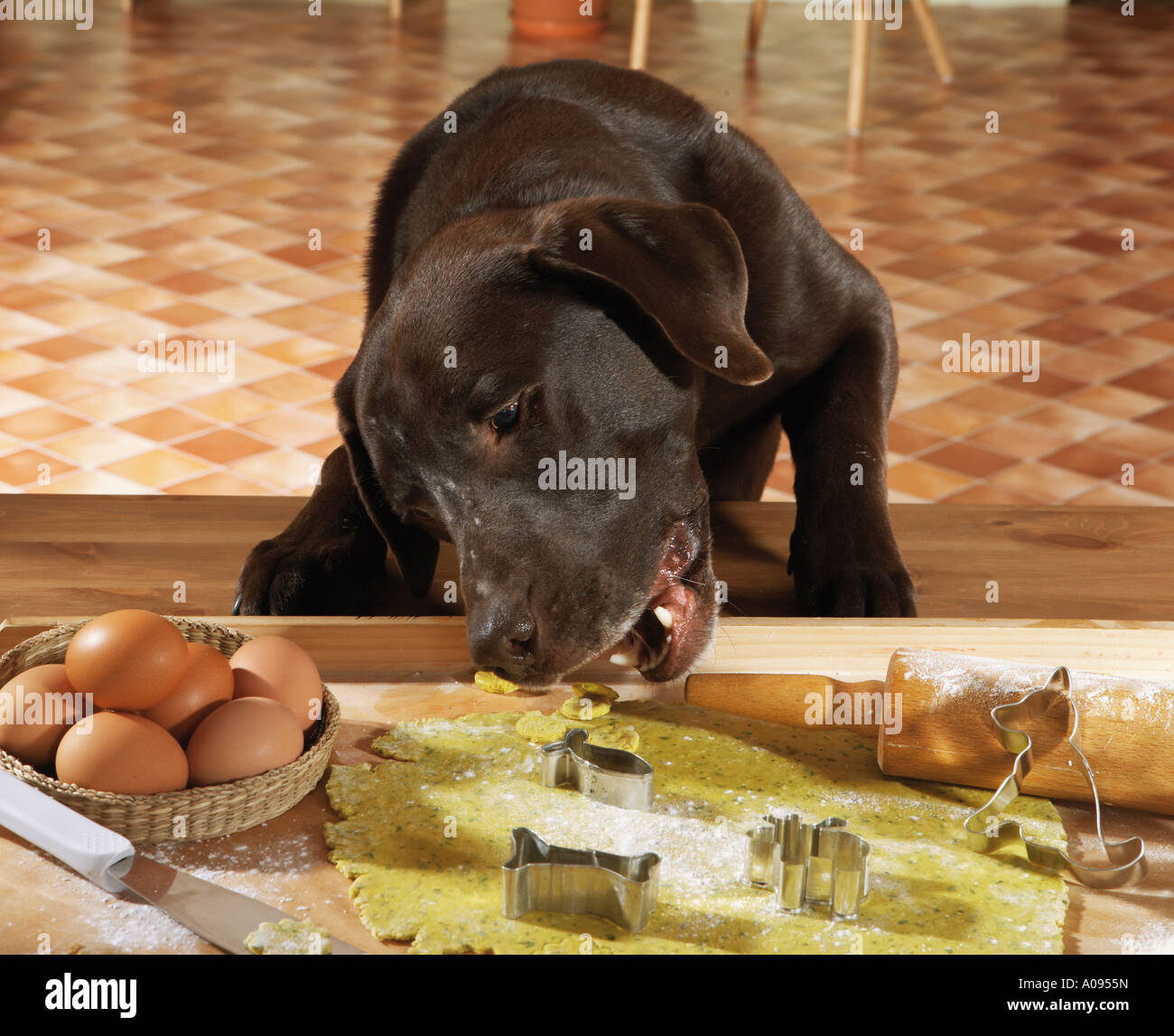 Labrador eating at table hi res stock photography and images Alamy