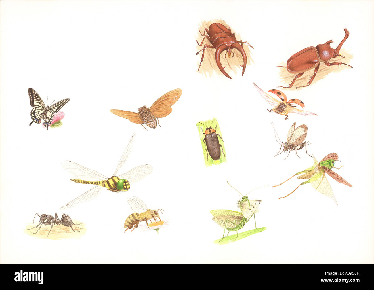 Spiketails hi-res stock photography and images - Alamy