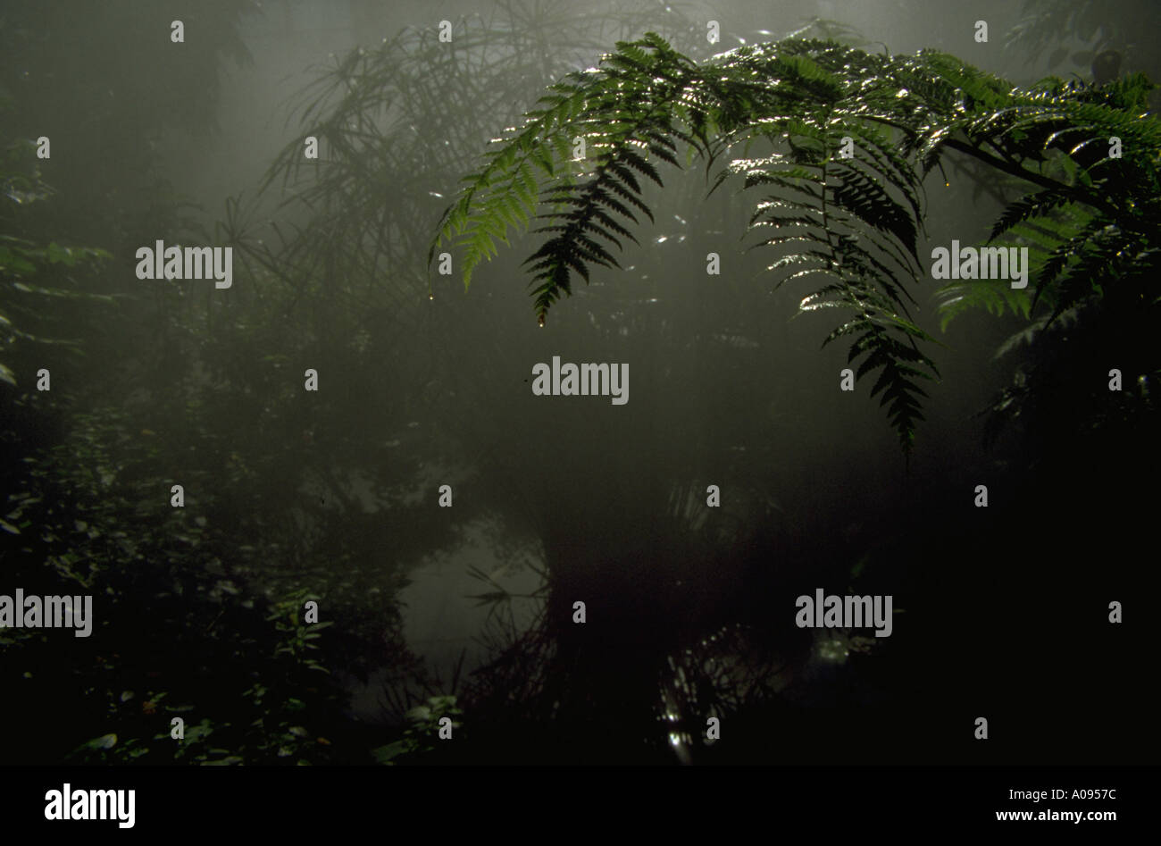 Tropical enviroment hi-res stock photography and images - Alamy