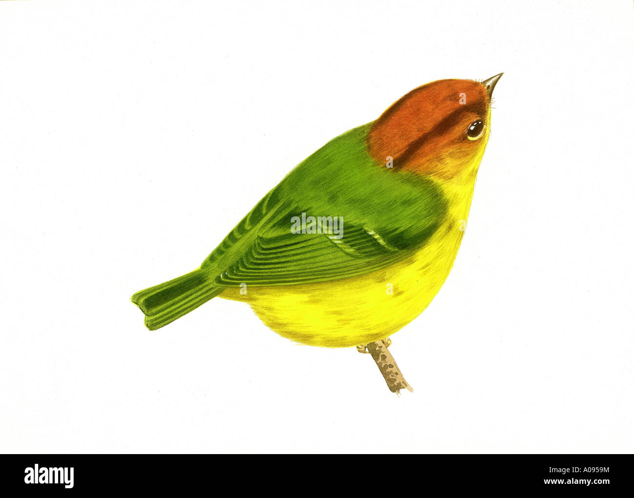 Yellow breasted Warbler Stock Photo Alamy