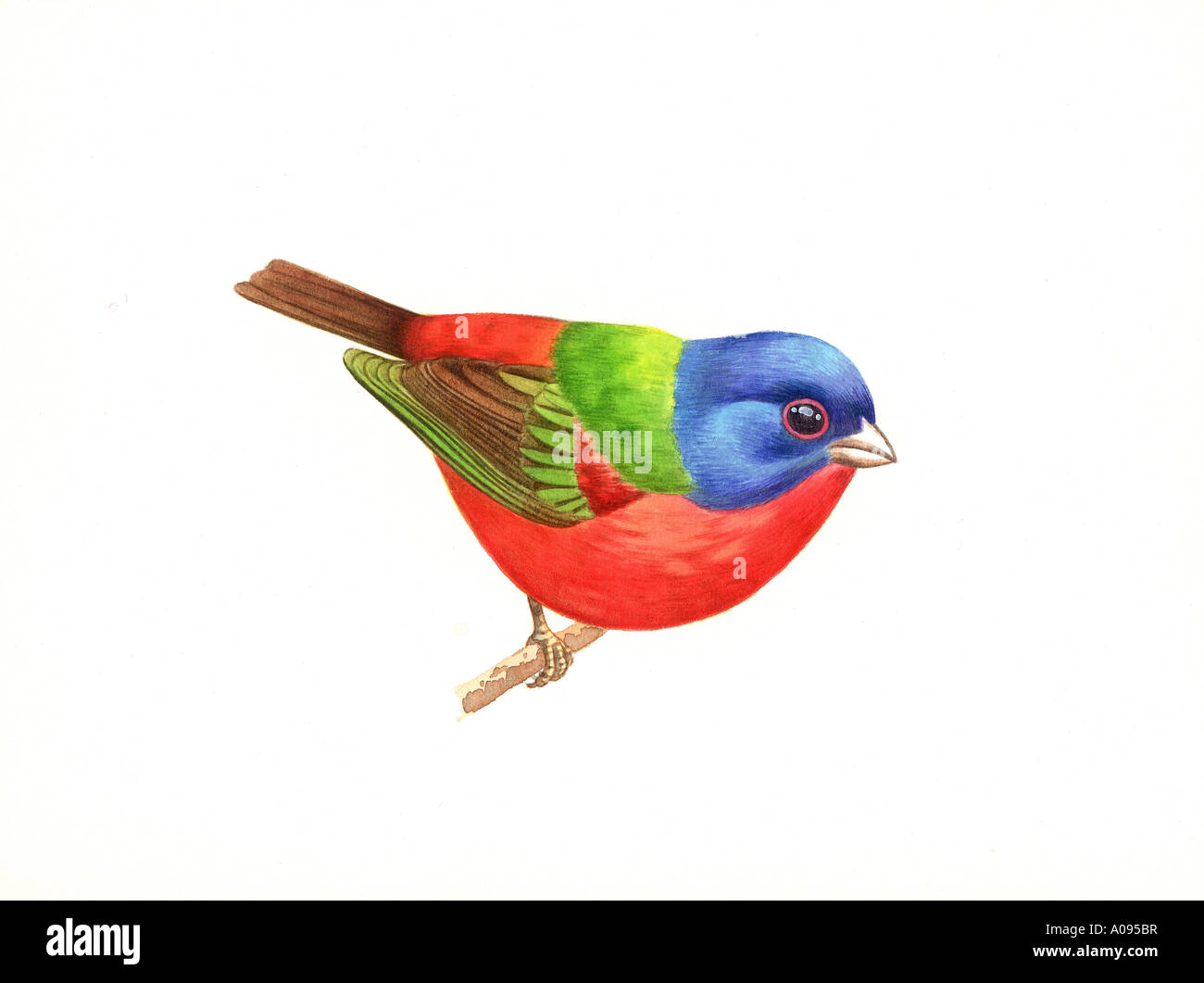 Painted Bunting Stock Photo