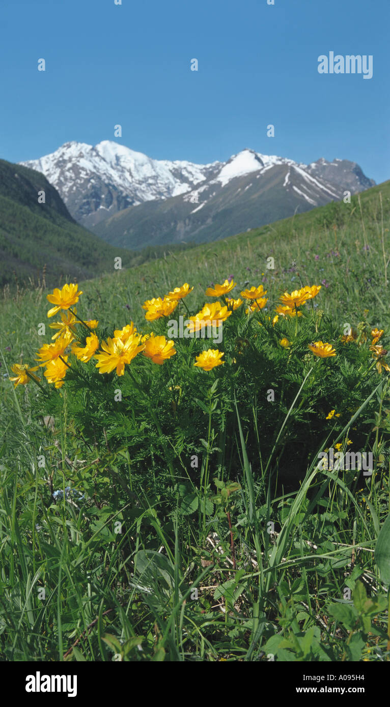 Wild Adonis Vernalis also known as Pheasant's Eyes in mountains. The Northern Chuya Range. Altai. Siberia  Russia Stock Photo