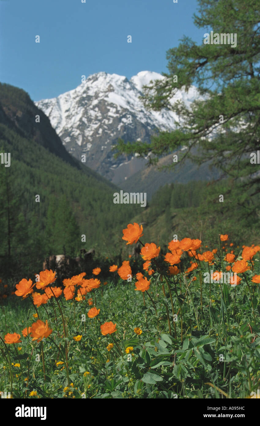 Wild globe flowers Trollius  in mountains. The Northern Chuya Range. Altai. Siberia  Russia Stock Photo