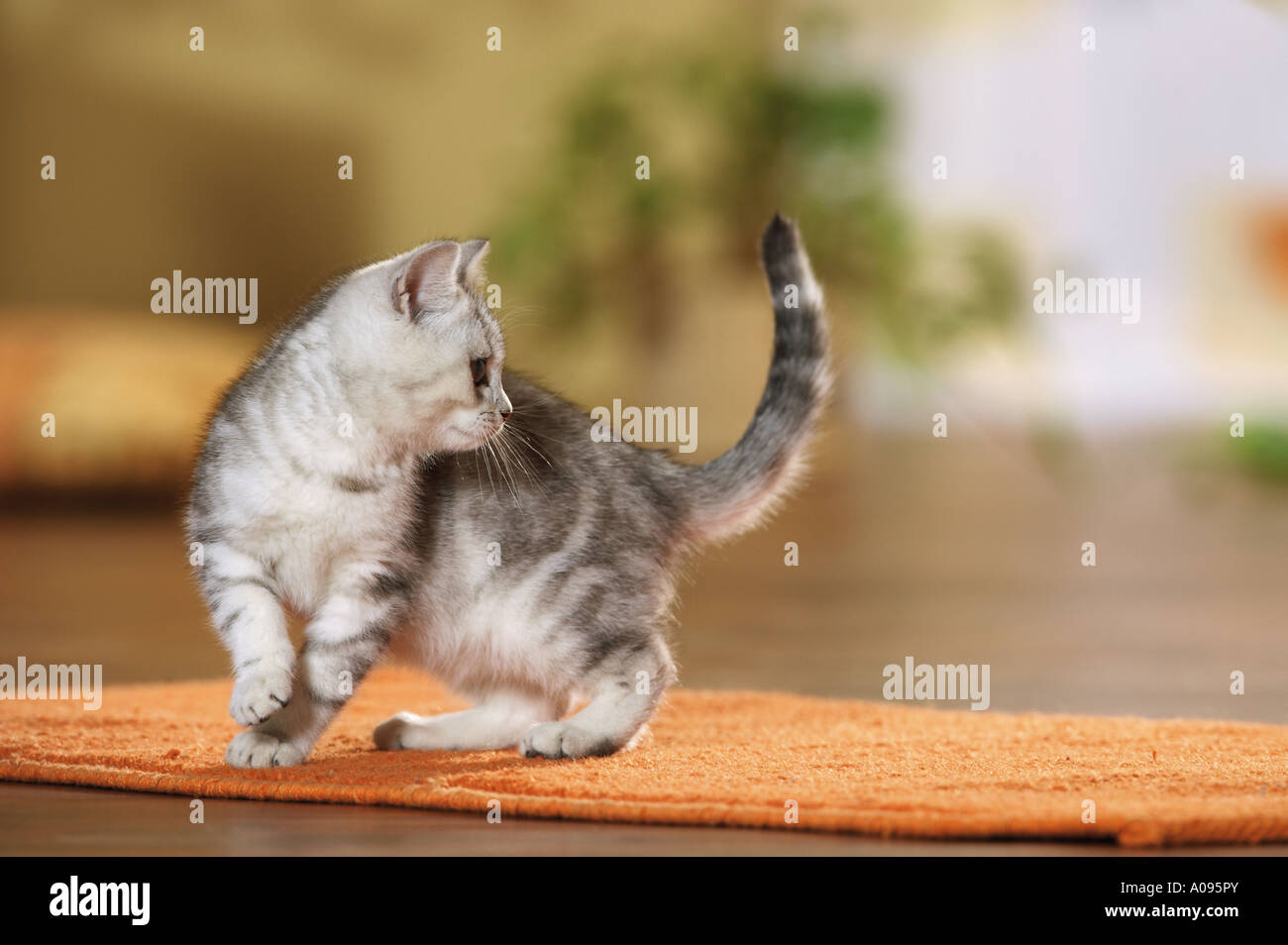 British Shorthair kitten on rug Stock Photo - Alamy