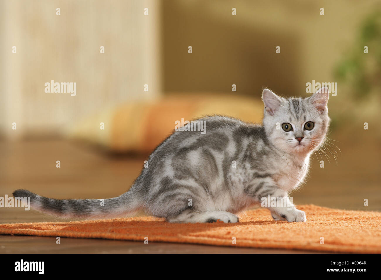 British Shorthair kitten on rug Stock Photo - Alamy