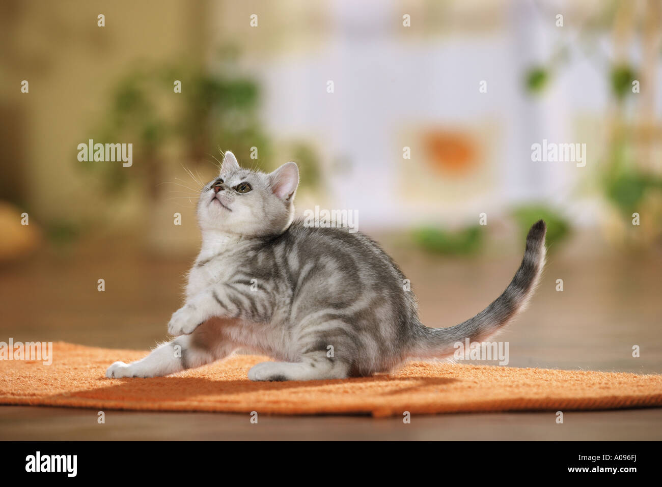 British Shorthair kitten on rug Stock Photo - Alamy