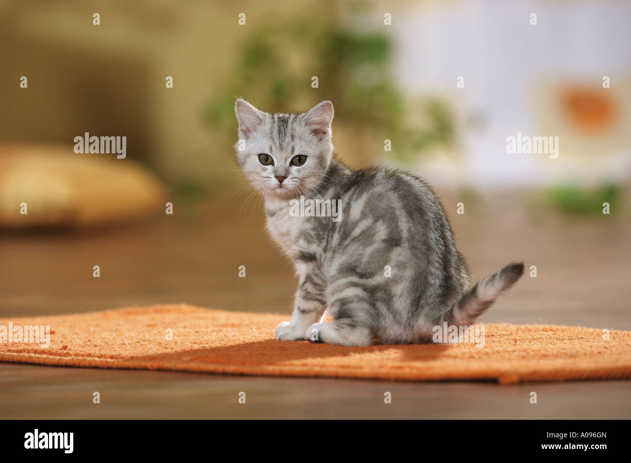 British Shorthair kitten - sitting on rug Stock Photo - Alamy