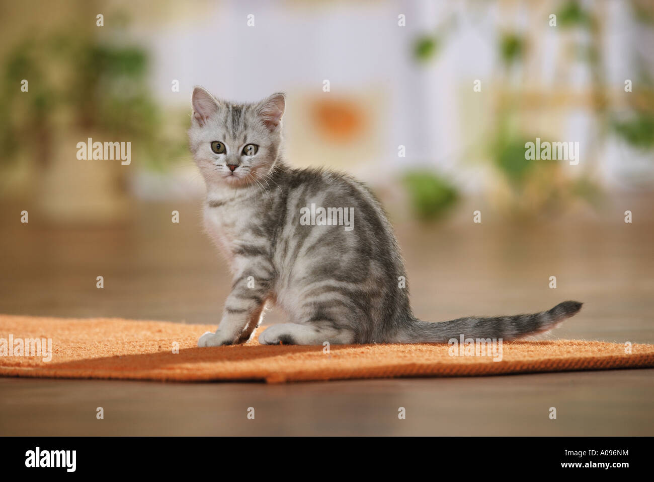 Tabby cat sitting rug hi-res stock photography and images - Alamy