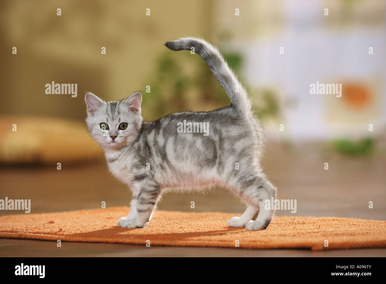British Shorthair kitten - standing on rug Stock Photo - Alamy