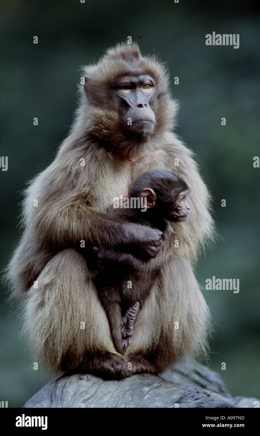 Blutbrustpavian mit Jungem gelada baboon Theropithecus gelada Ruppel Baboon Stock Photo