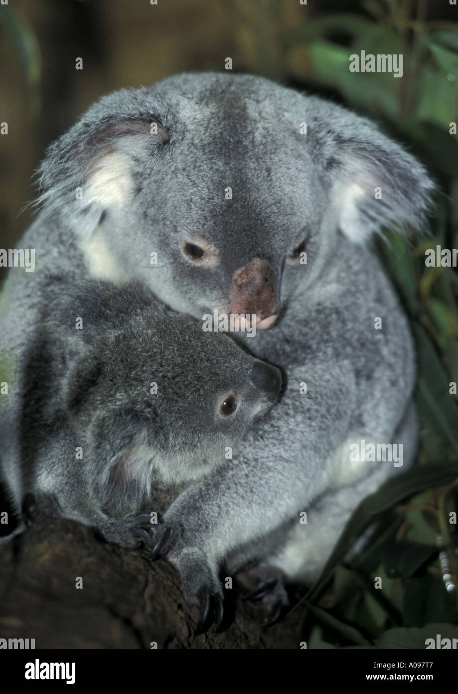 Australien koala bear hi-res stock photography and images - Alamy