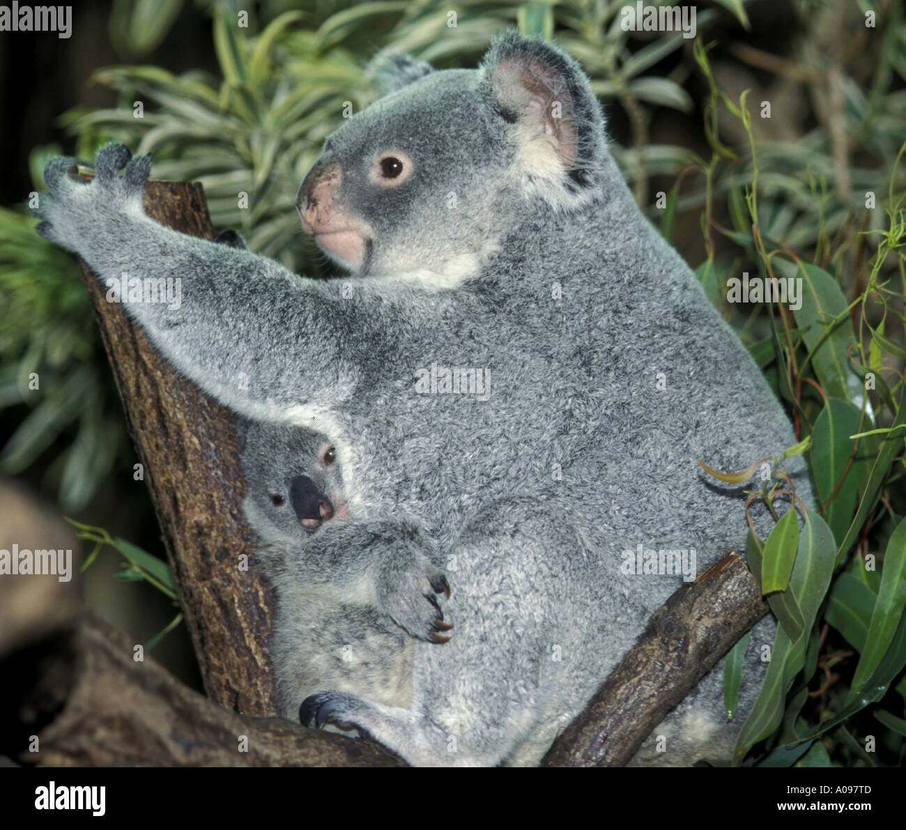 Australien koala bear hi-res stock photography and images - Alamy