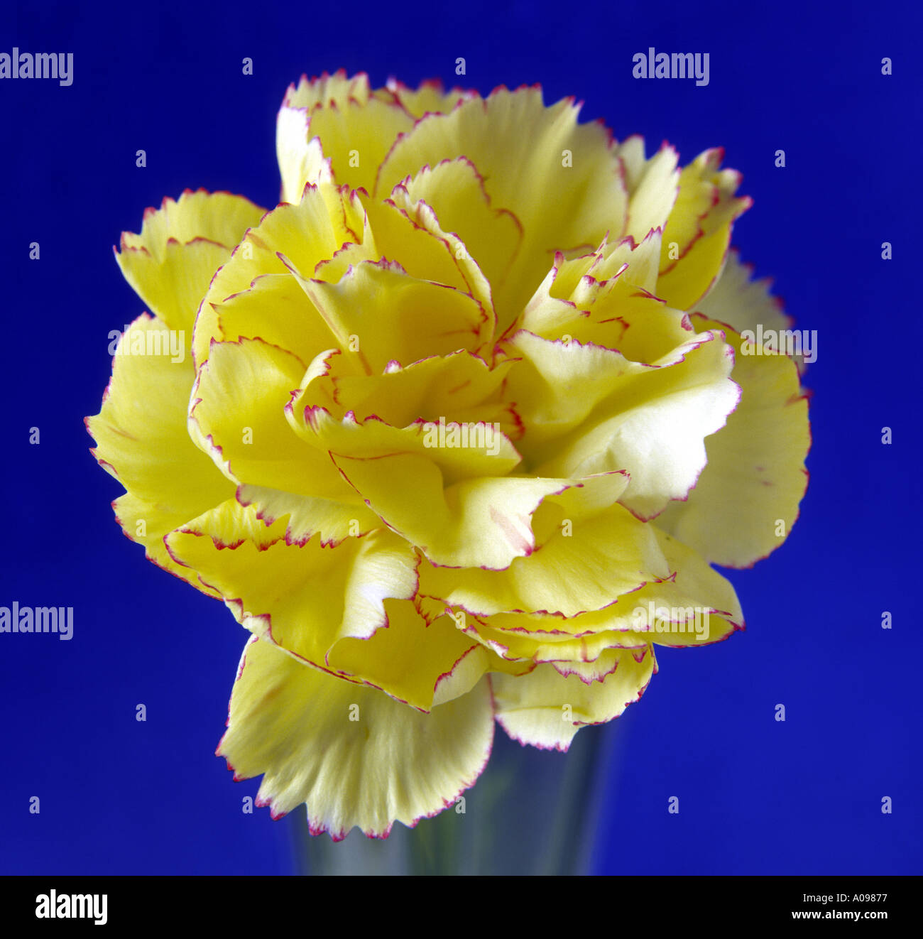 Carnation Stock Photo