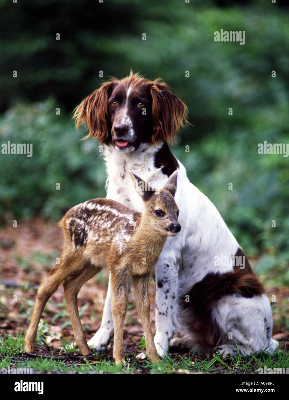 Tierfreundschaften Rehkitz mit Hund animalfriendships roe fawn with a dog  Stock Photo - Alamy