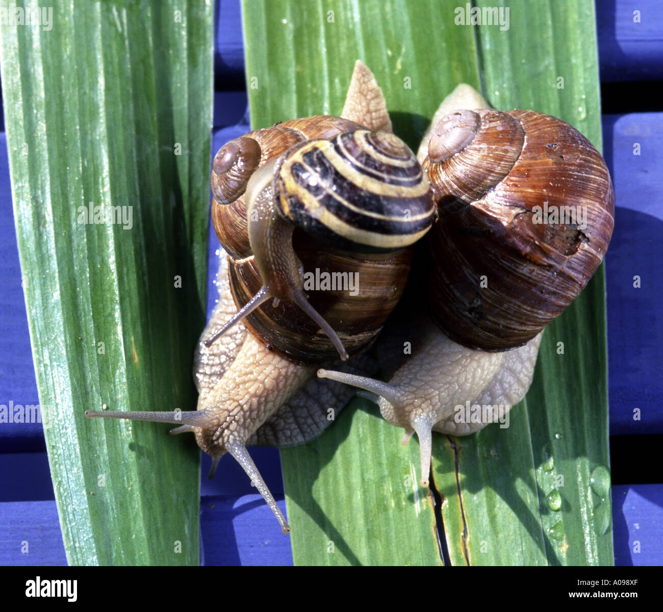 drei Gartenschnecken mit Haus three snails with houses Stock Photo Alamy