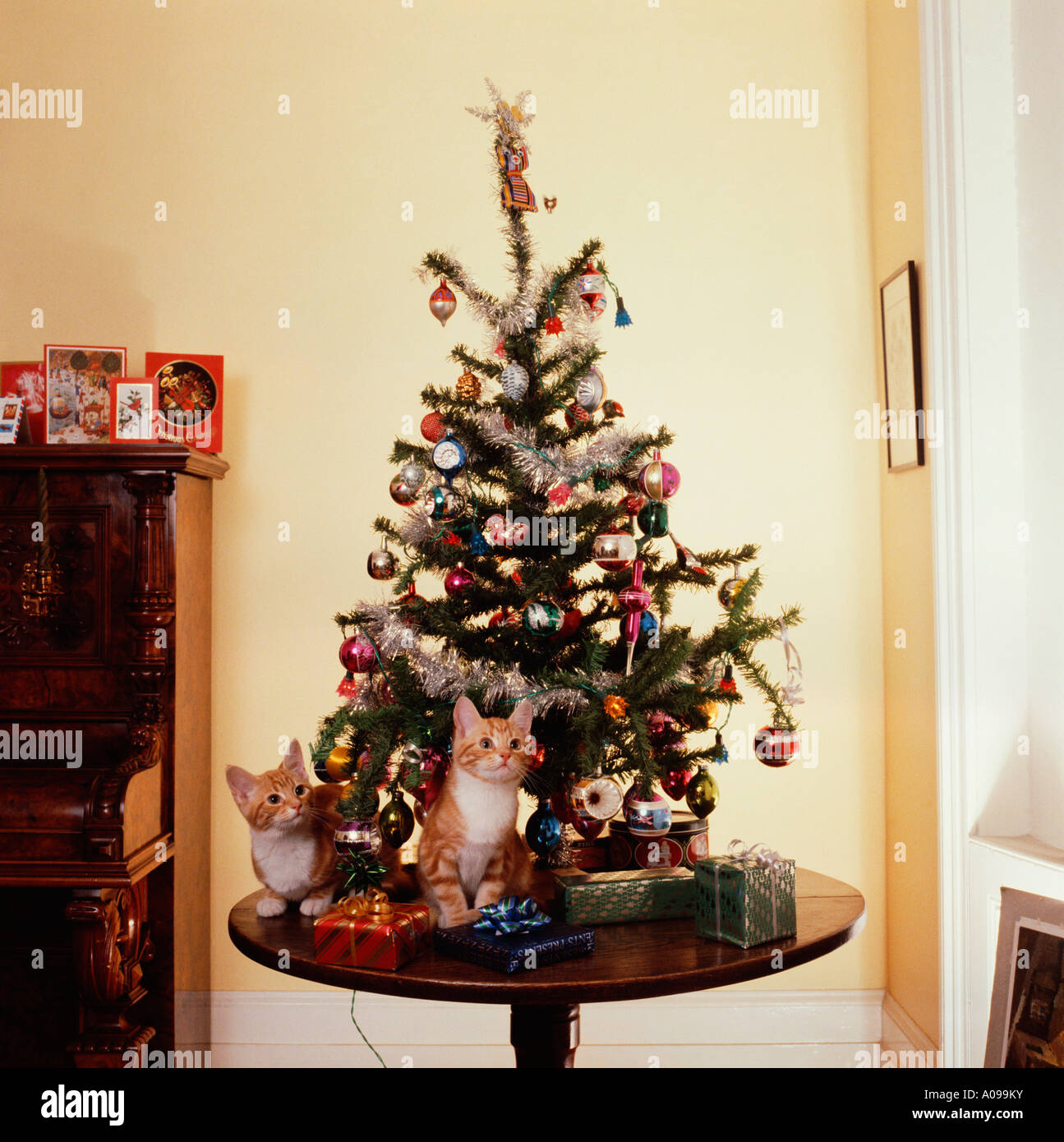 Two ginger and white kittens under the Christmas tree Stock Photo