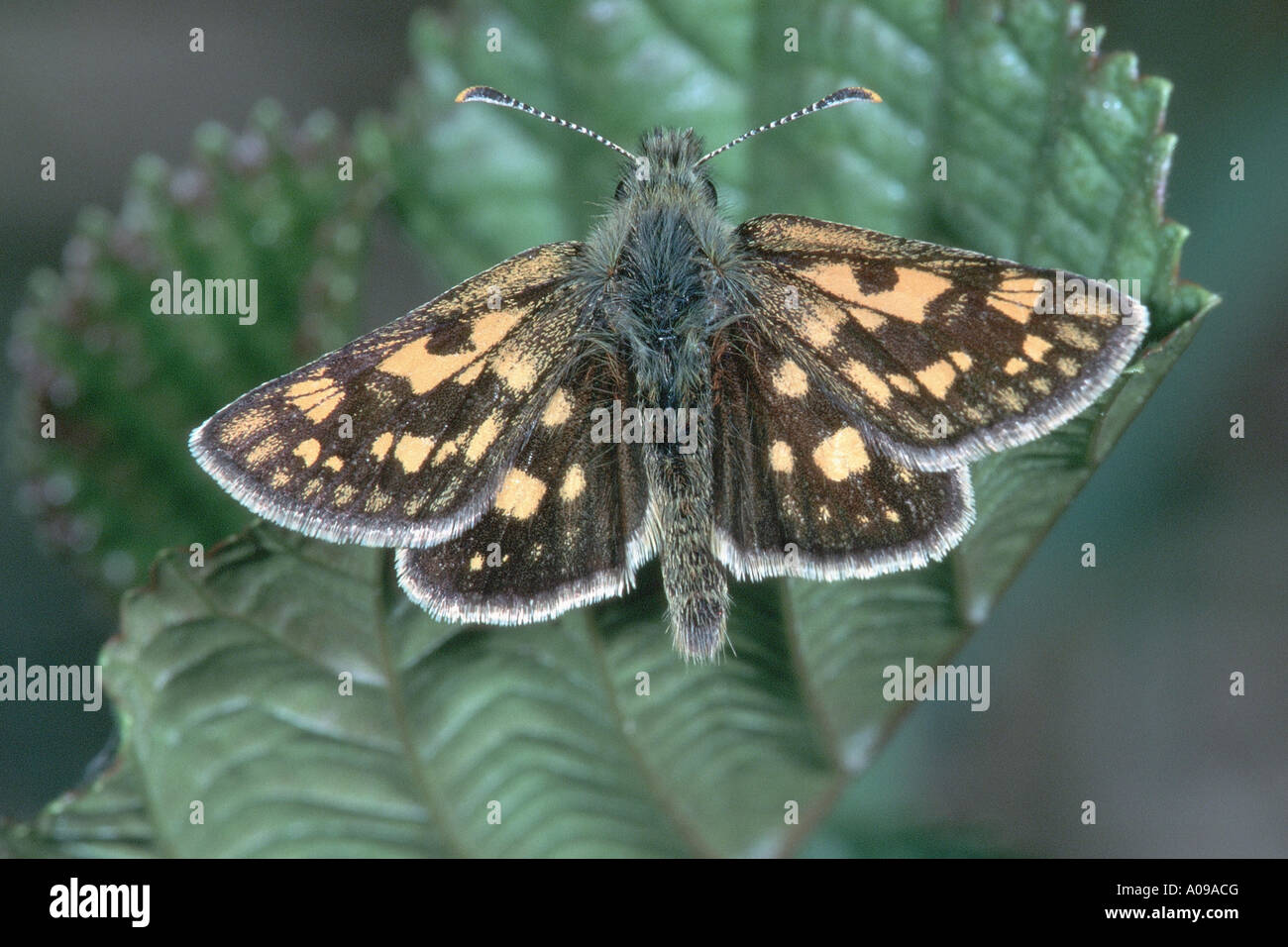 chequered skipper (Carterocephalus palaemon), sitting on a leaf, Germany Stock Photo