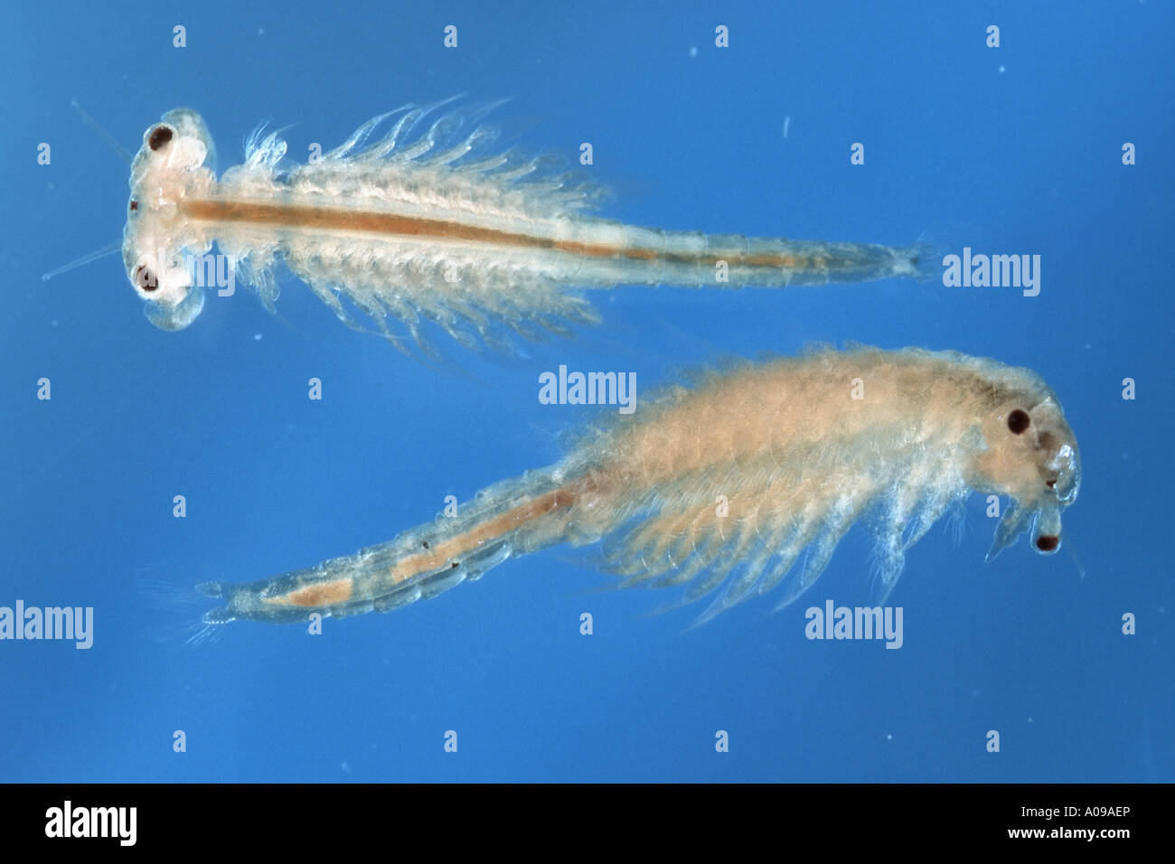 brine shrimp (Artemia salina) Stock Photo