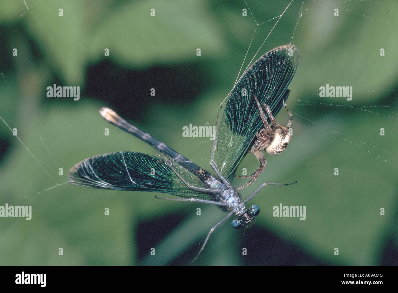 banded blackwings, banded agrion, banded demoiselle (Calopteryx splendens, Agrion splendens), male as prey of an orbweaver, Ger Stock Photo