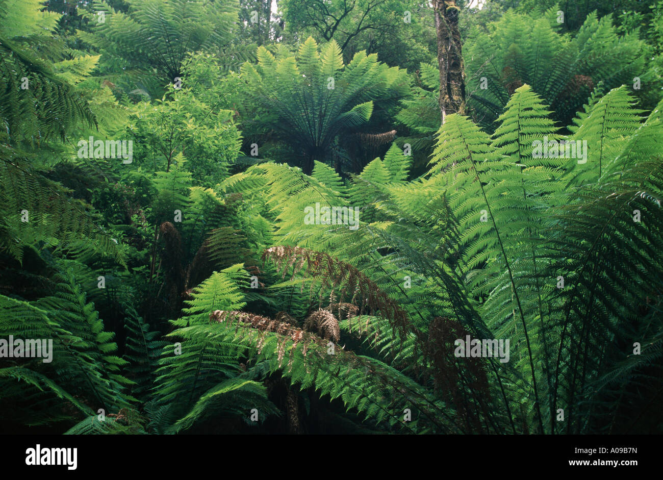 tree ferns in rainforest, Australia, Victoria, Otway National Park Stock Photo