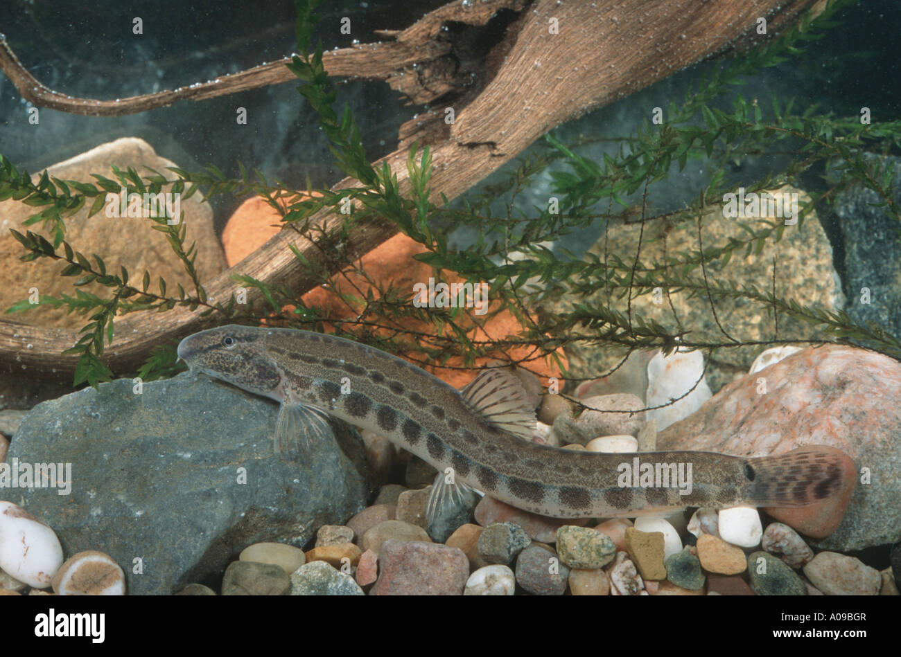 spined loach, spotted weatherfish (Cobitis taenia) Stock Photo