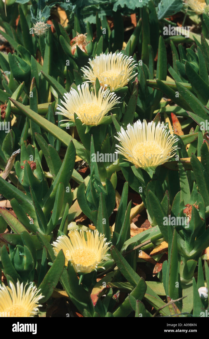 freeway iceplant, Hottentot fig (Carpobrotus edulis), blooming, native in South Afrika, naturalized in the Mediterranean area, Stock Photo