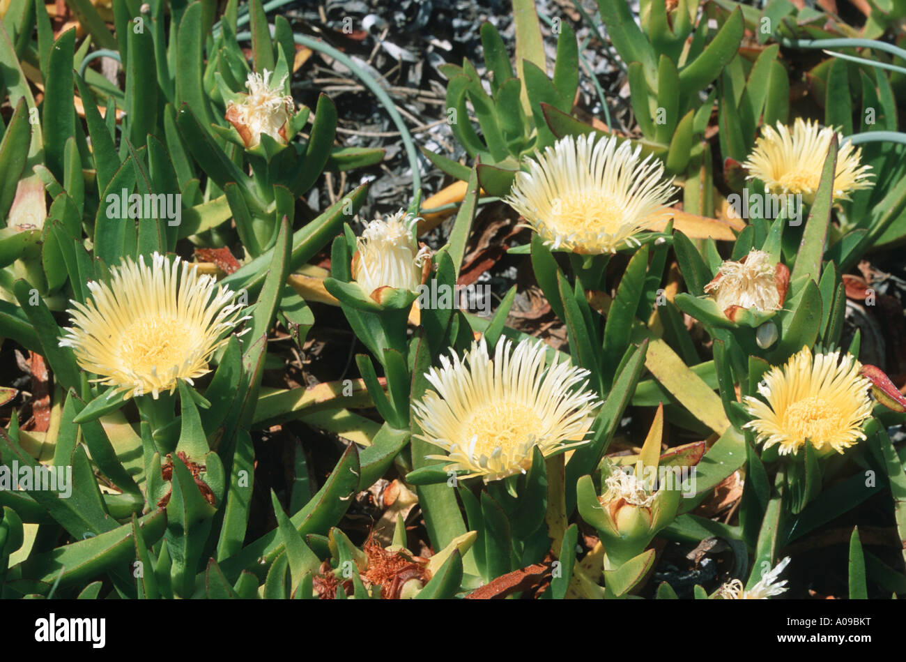 freeway iceplant, Hottentot fig (Carpobrotus edulis), blooming, native in South Afrika, naturalized in the Mediterranean area, Stock Photo