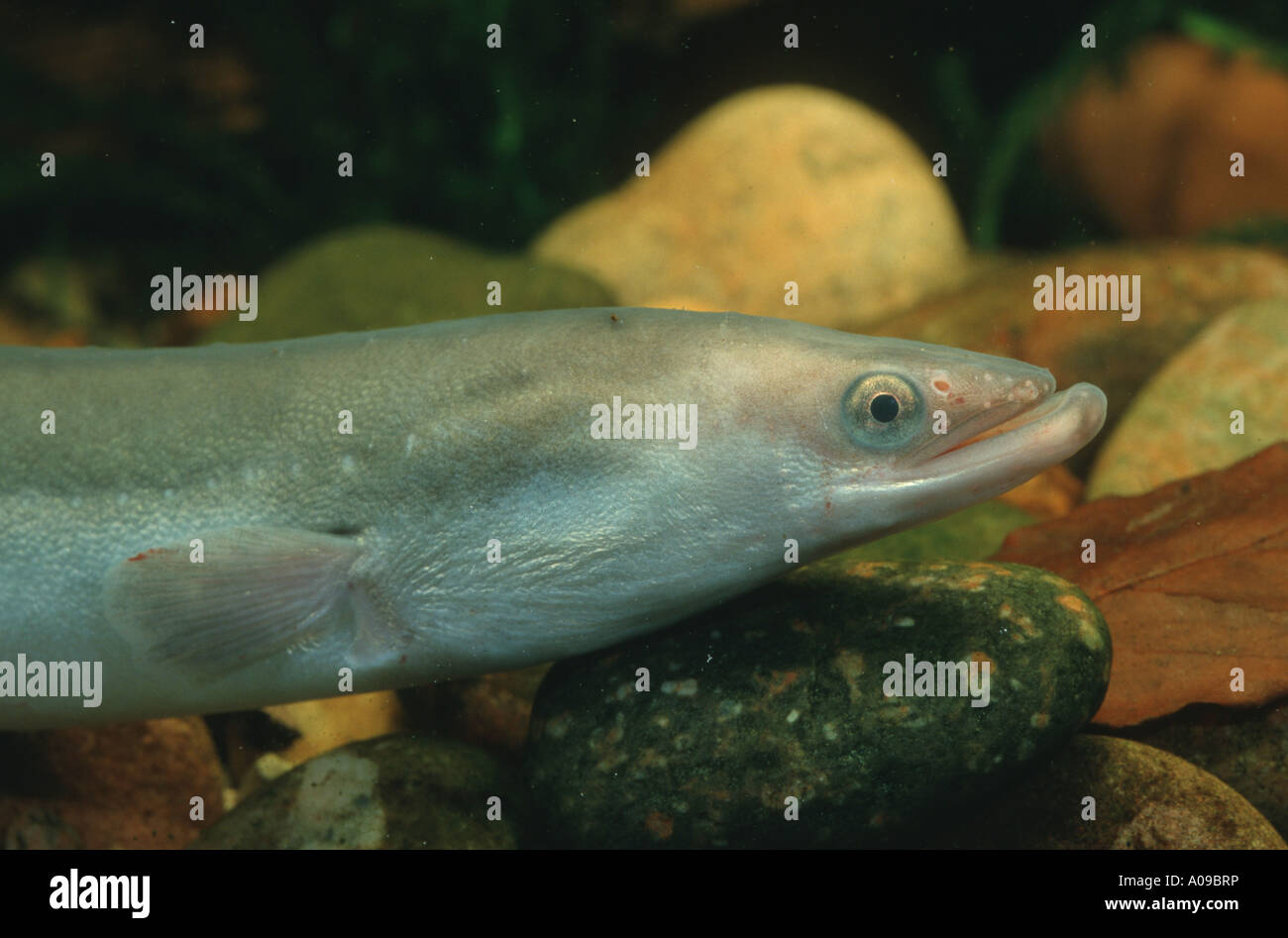 Eel European Eel River Eel Anguilla Anguilla Portrait Stock Photo
