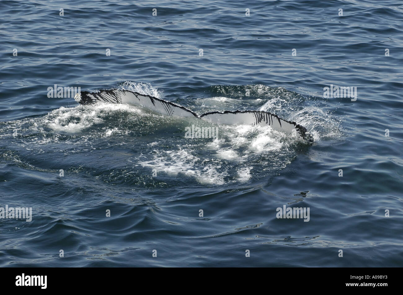 Fluke humpback whale hi-res stock photography and images - Alamy