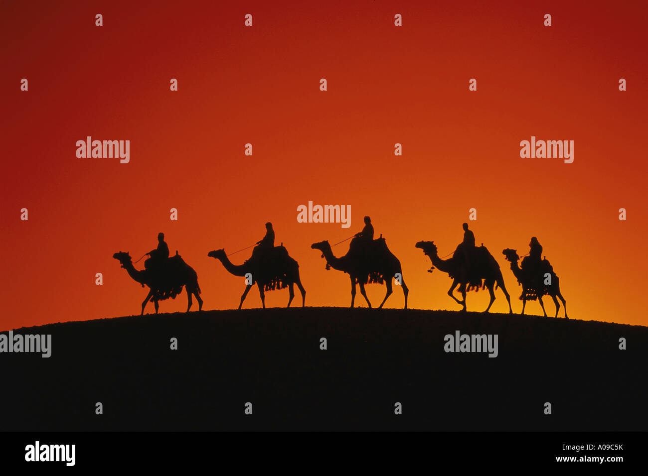 Camel train silhouette at sunset sahara desert Egypt North Africa Stock Photo