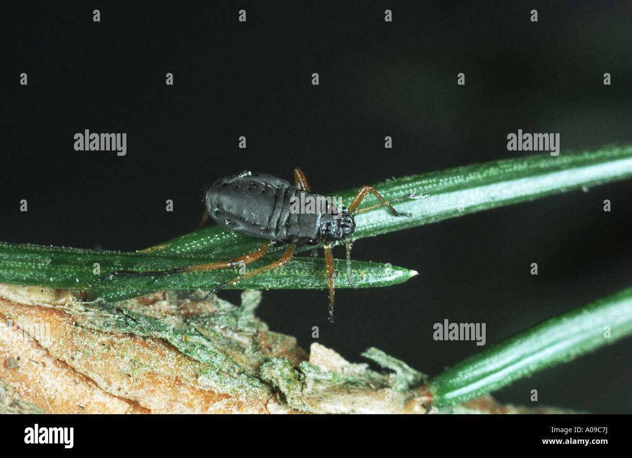 spruce aphid (Cinara piceae) Stock Photo