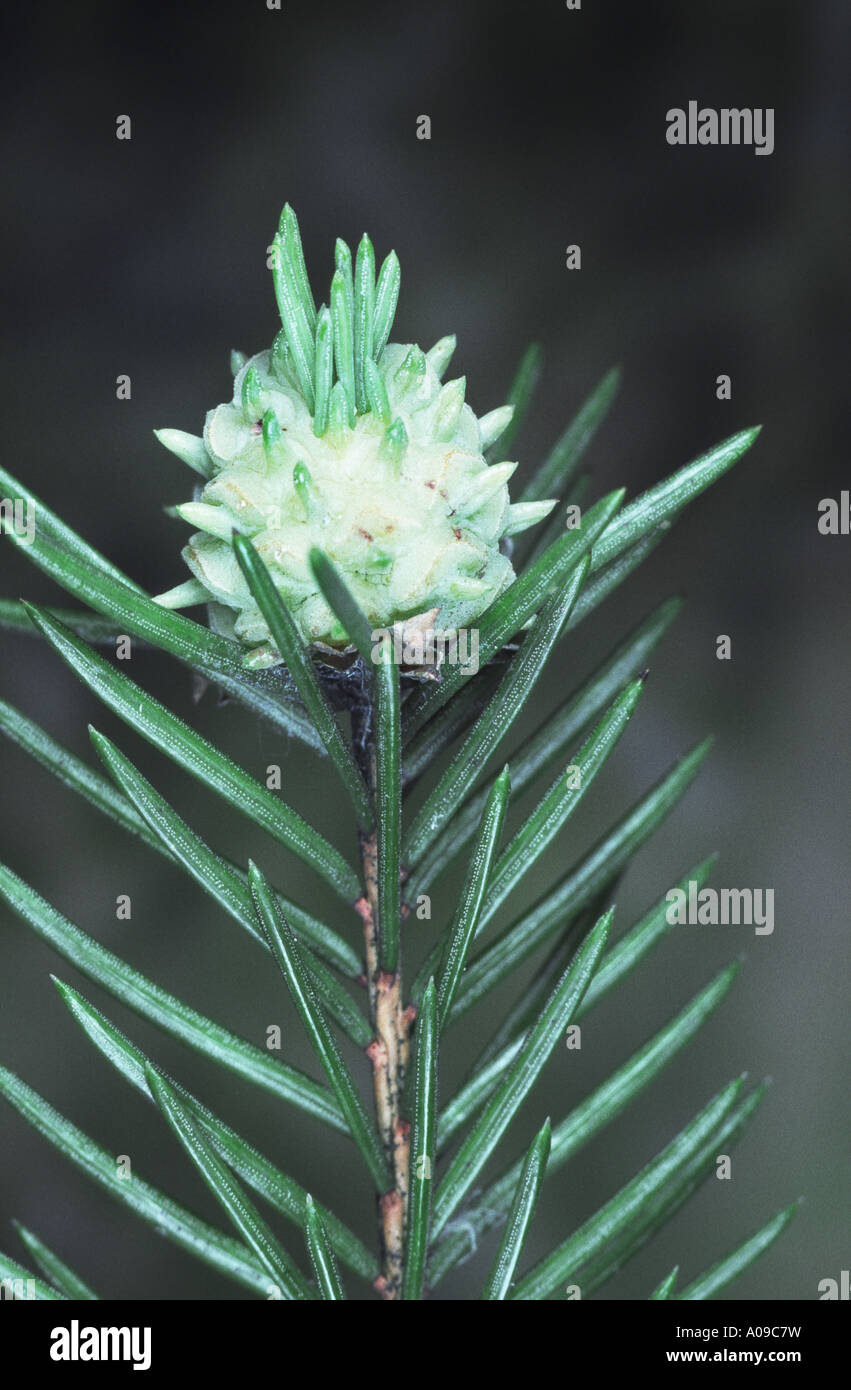 red larch gall adelgid, larch adelges, larch woolly aphid (Adelges laricis) Stock Photo