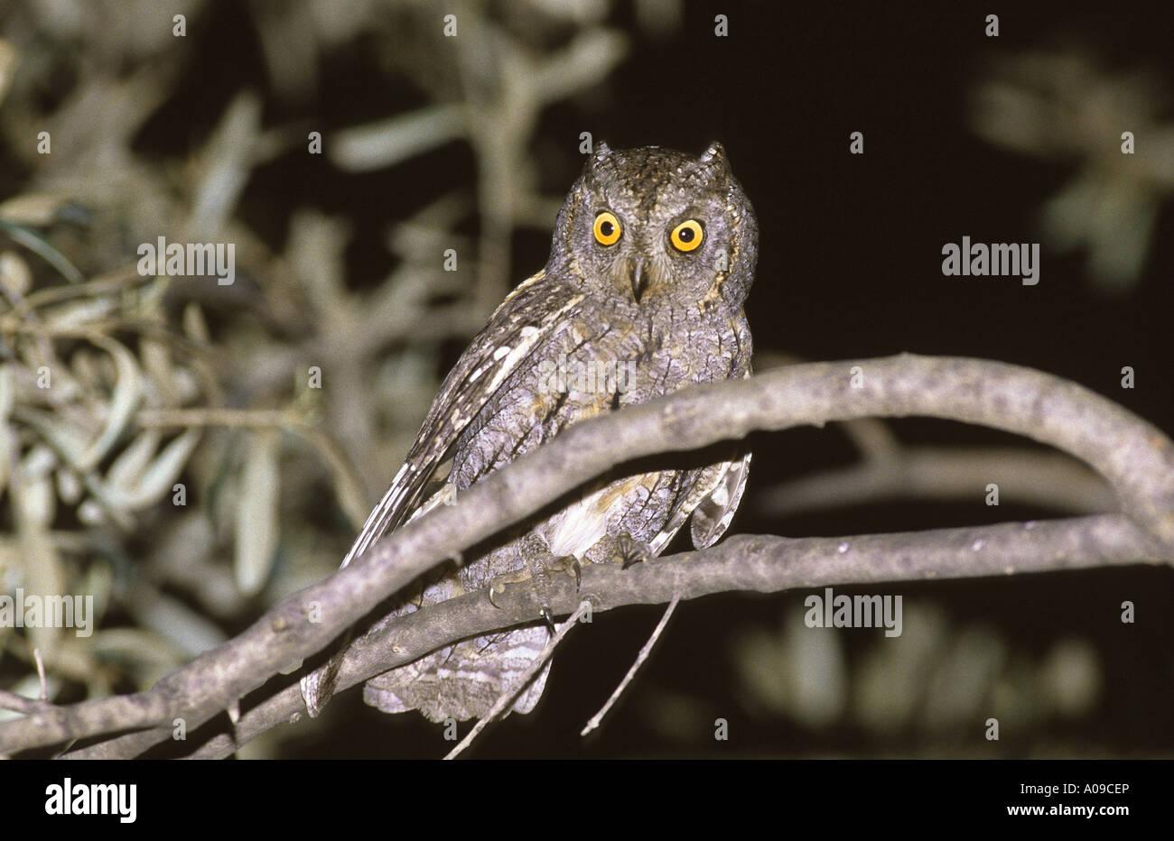 Eurasian scops owl (Otus scops), Tuerkei, Bafa-See Stock Photo