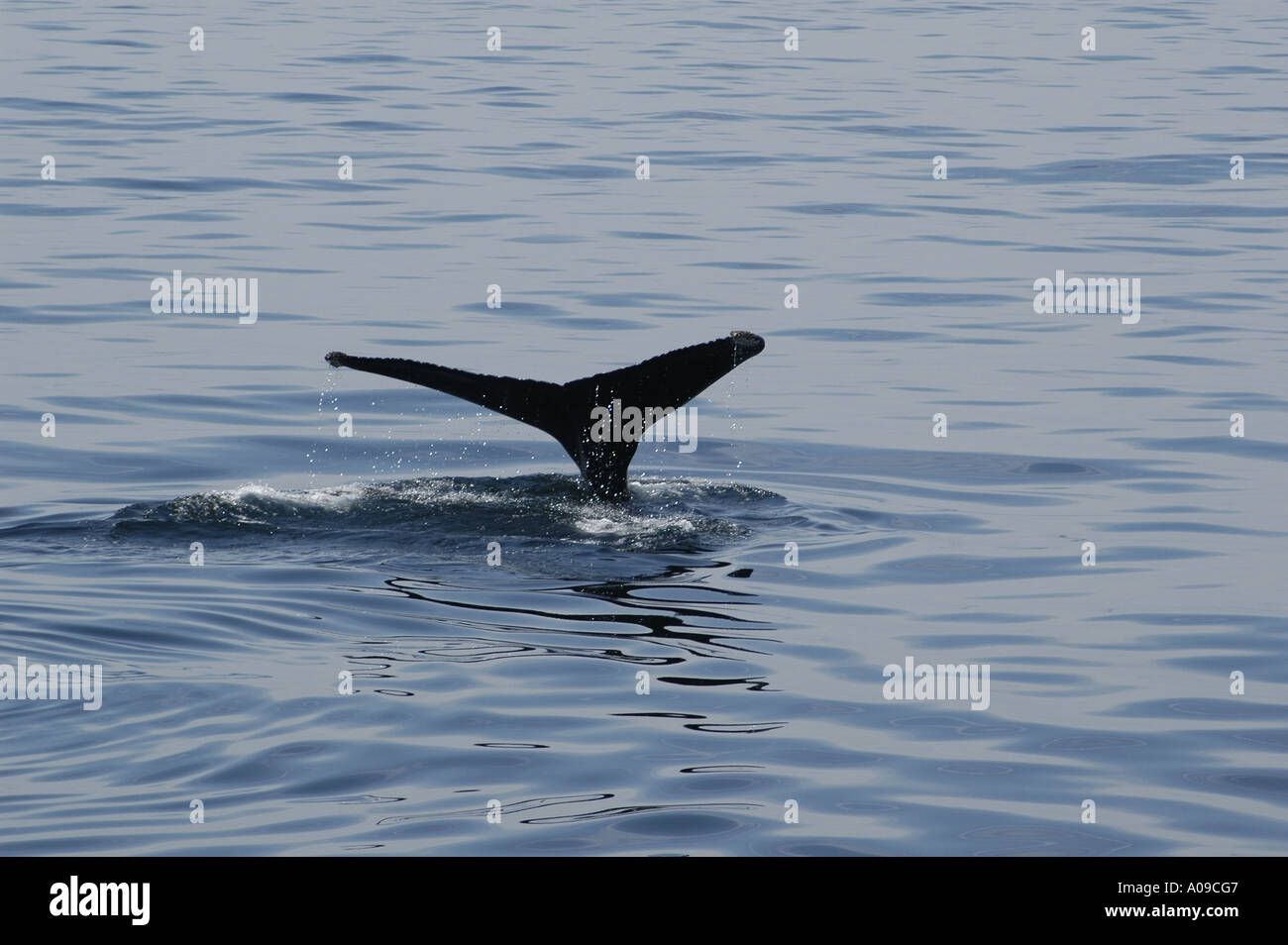 Humpback whale tail out hi-res stock photography and images - Alamy