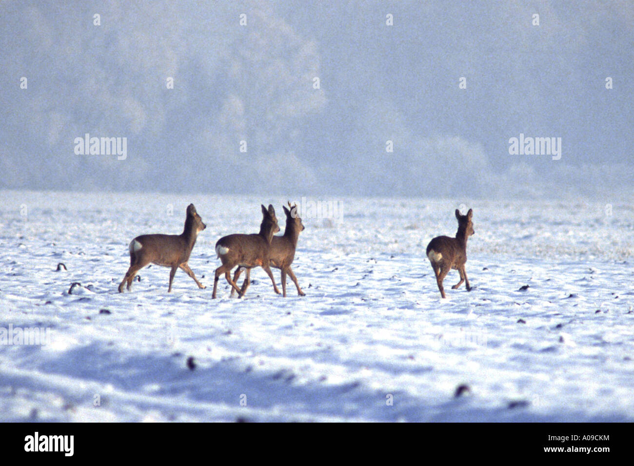roe deer (Capreolus capreolus), group on field, in winter Stock Photo
