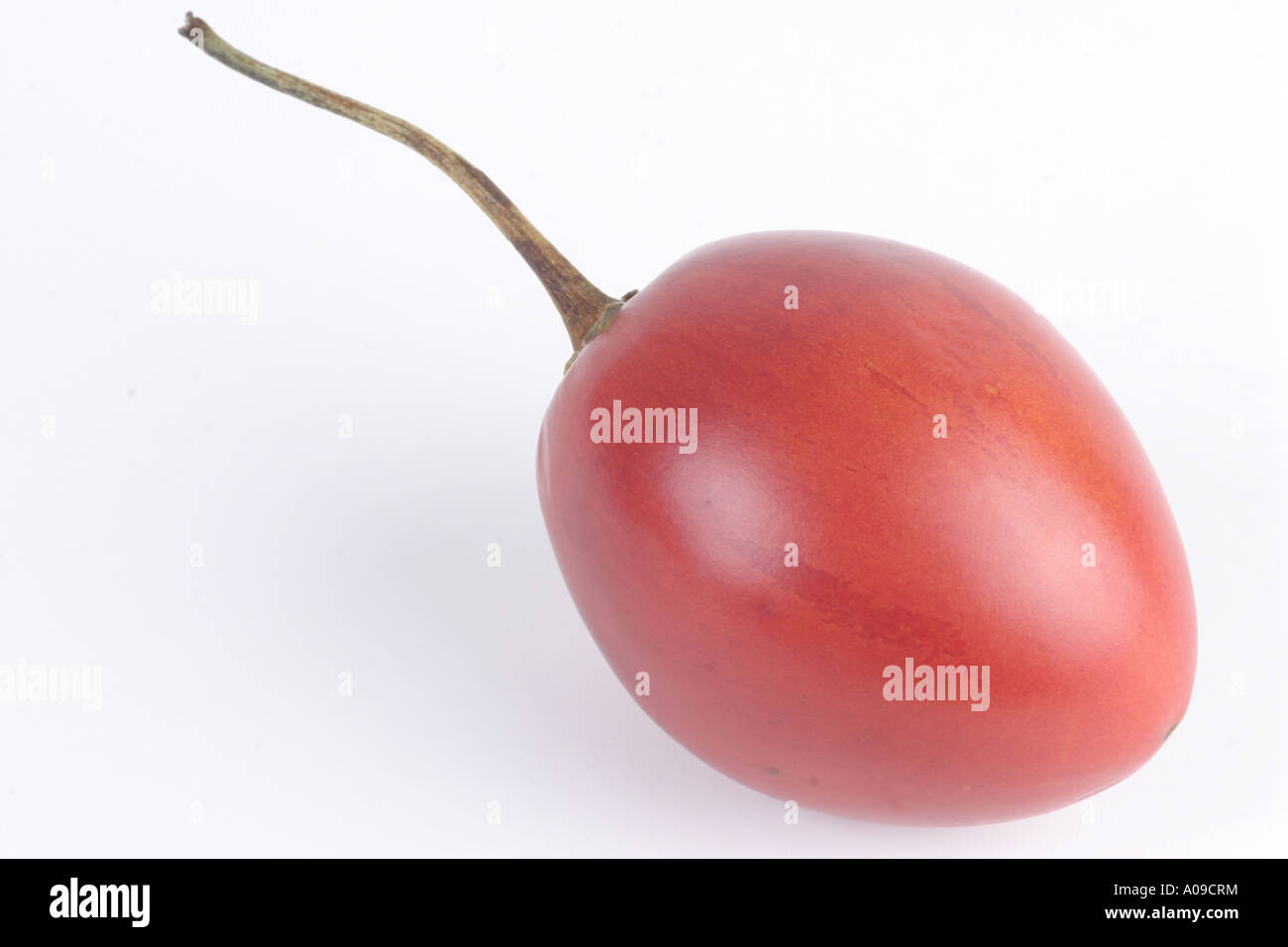 tree tomato (Cyphomandra betacea, Cyphomandra crassicaulis), fruit, distribution: South America Stock Photo