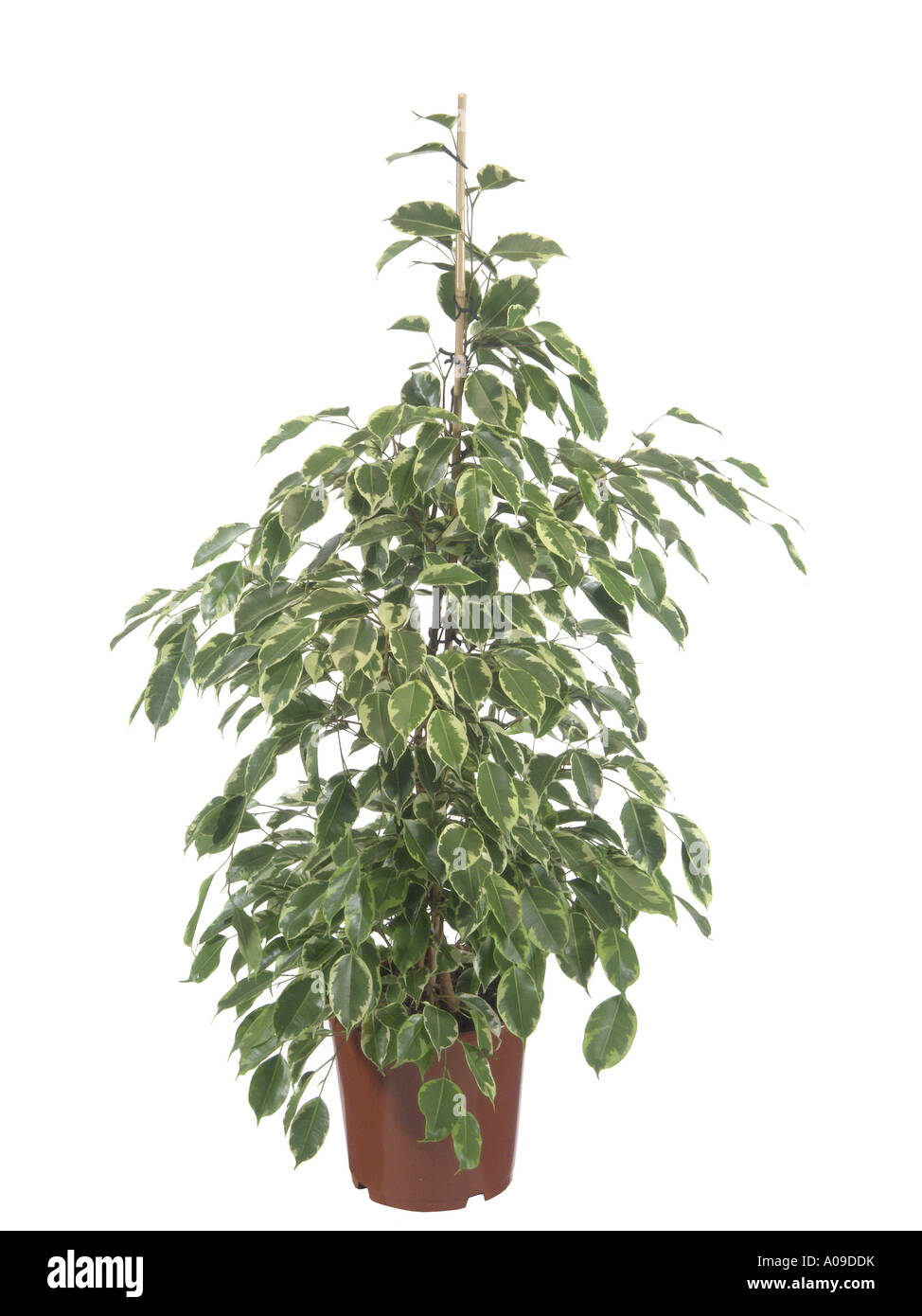 langblättrige Birkenfeige Ficus binendijkiiAlii 17cm Topf Königssäule