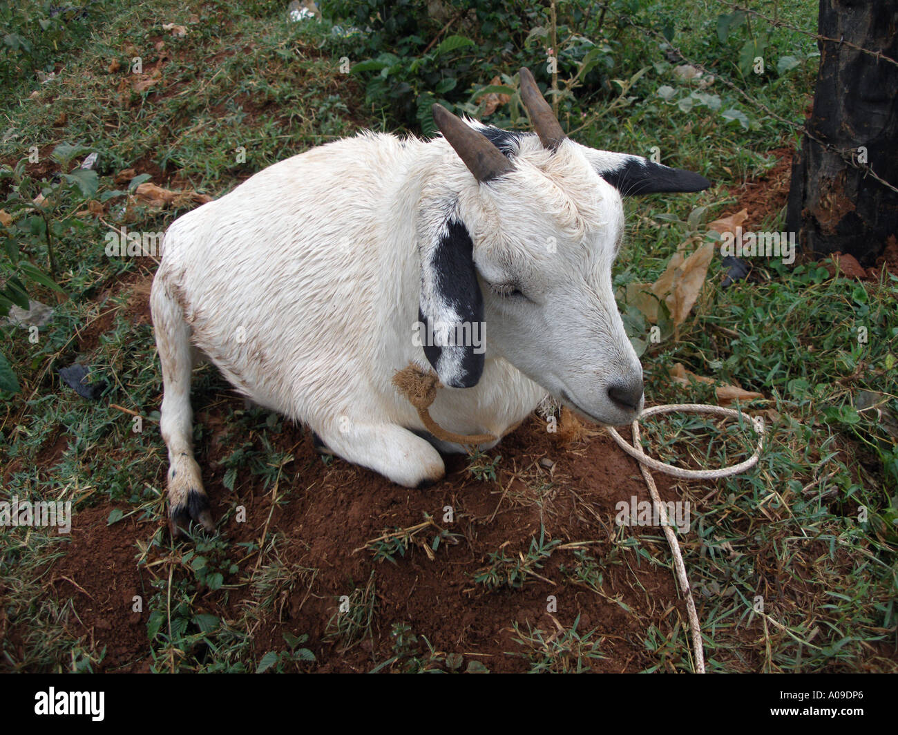 Tethered goat hires stock photography and images Alamy